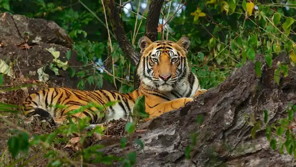 Wild Life Safari India