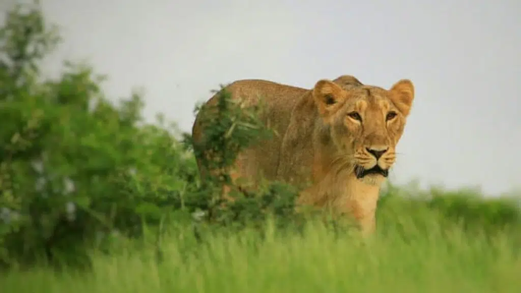 Gir National Park