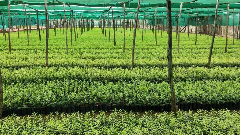Sri Sai Nursery