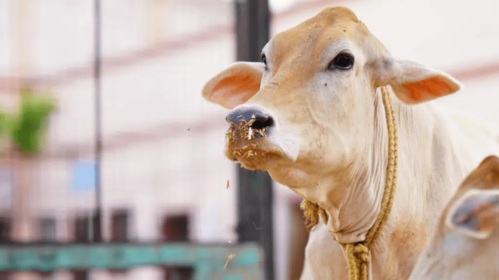 Jalaram Feeds