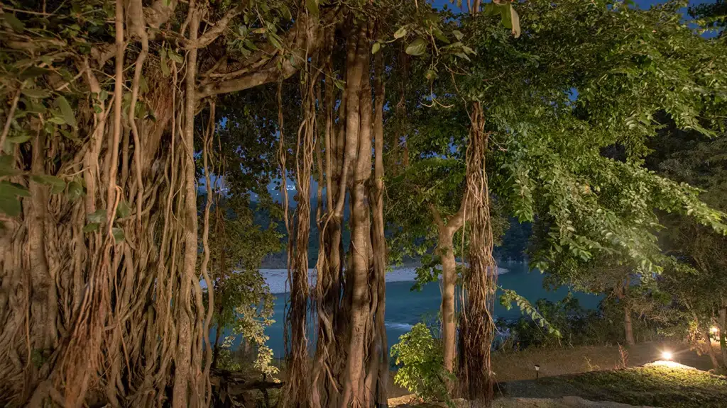 Banyan by the Ganges