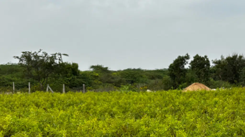 Dhatri Sandal Farms