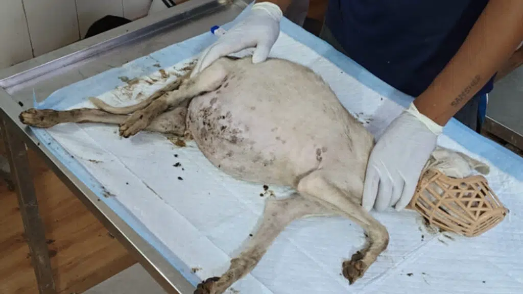 KAW - Kannan Animal Welfare