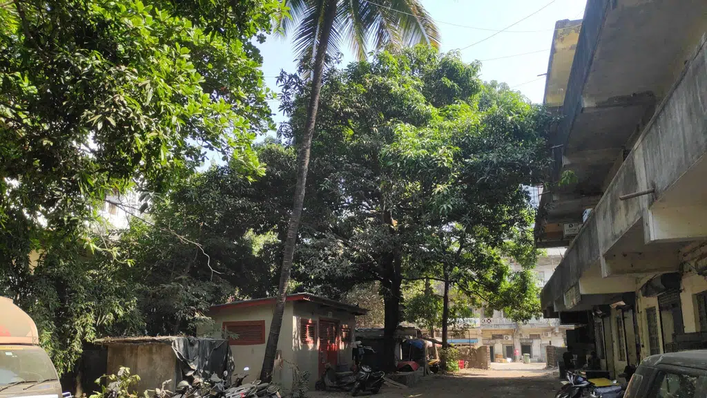 Tadpatriwala