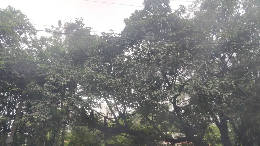 Ramkrishna Ayurvedic Medical College