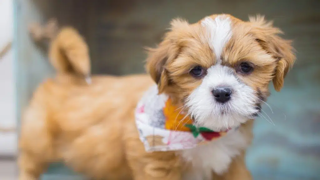 Puppy Dog Zone