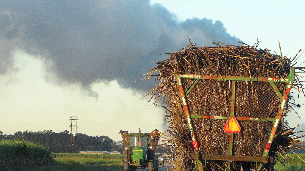 Global Canesugar Services Pvt Ltd