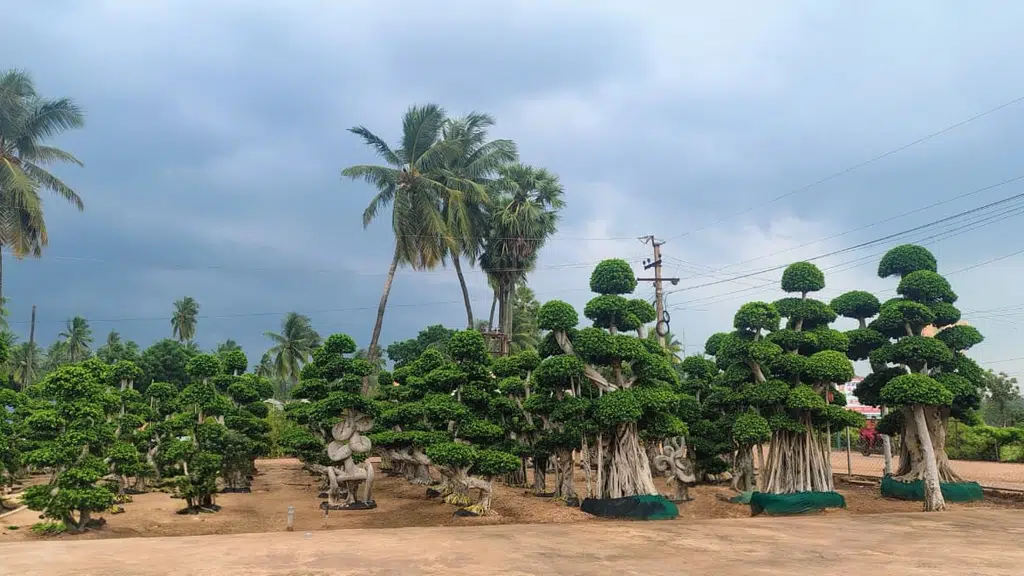 Sri Veera Hanuman Nursery