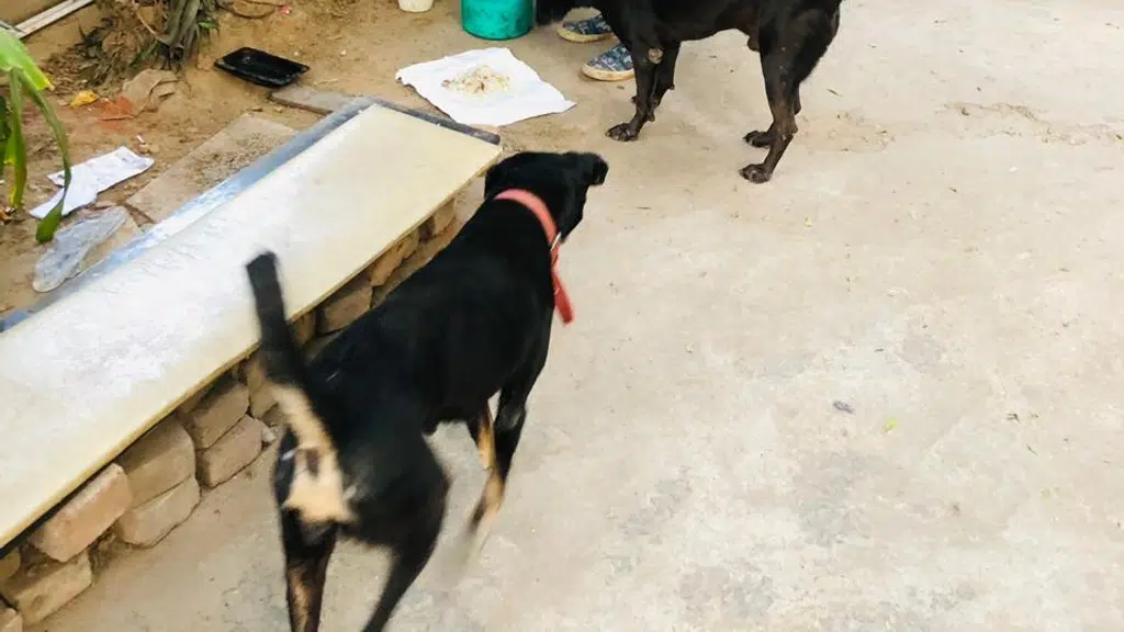 Tapati Animal Care Trust