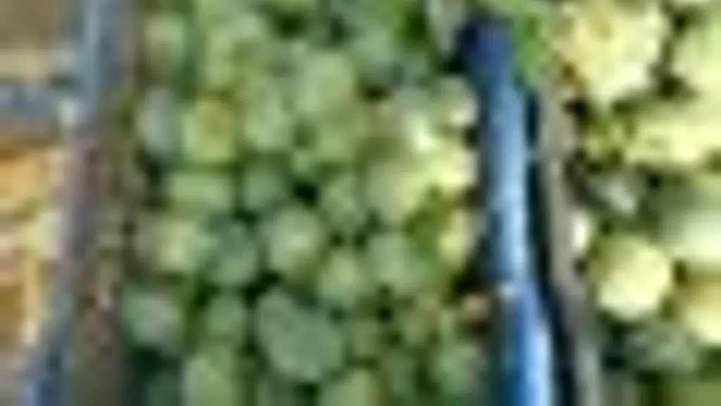Koyambedu Fruit and Vegetable Market