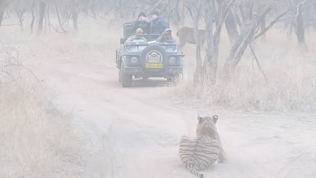 Ranthambhore Heritage Haveli