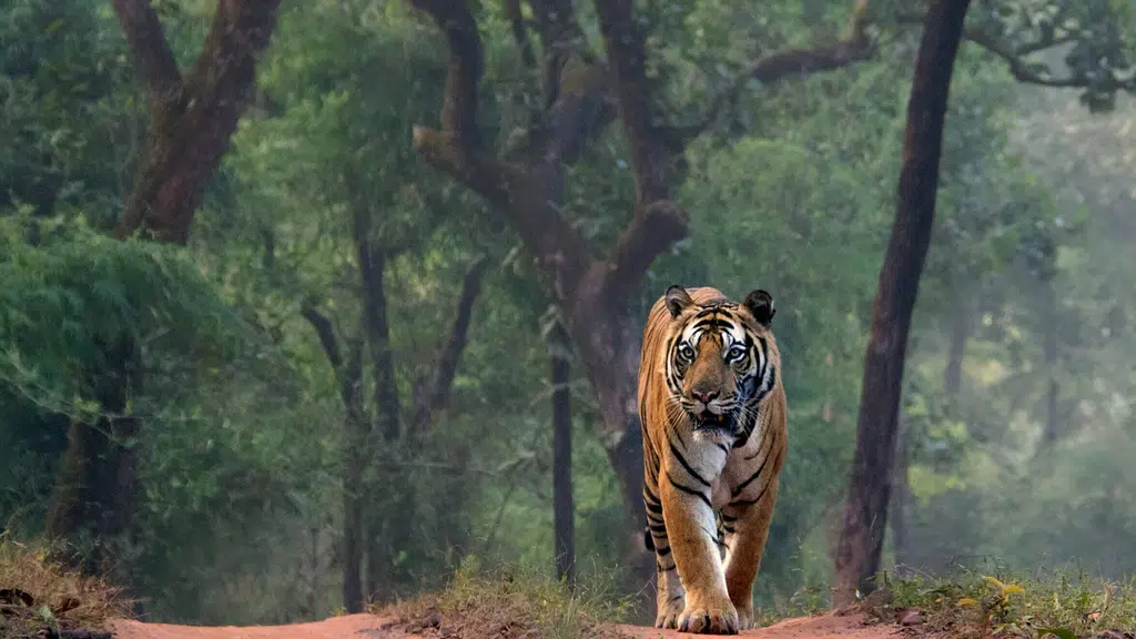 Tiger Safari Ranthambore