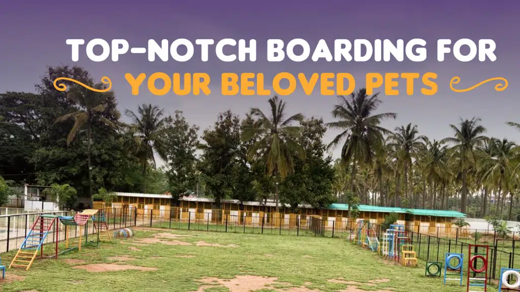 Chippi's Pet Boarding
