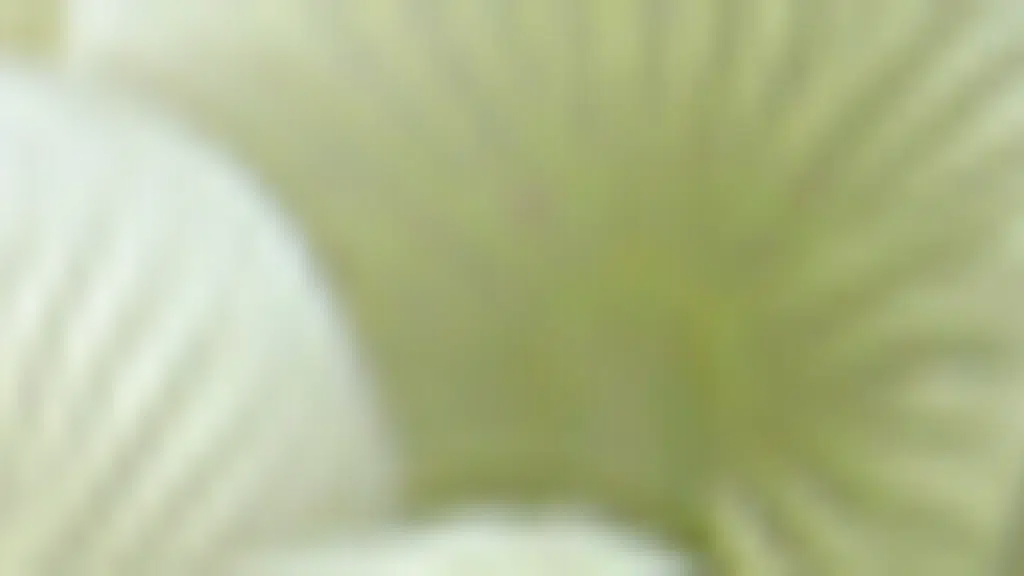 Directorate of Mushroom Research-Solan