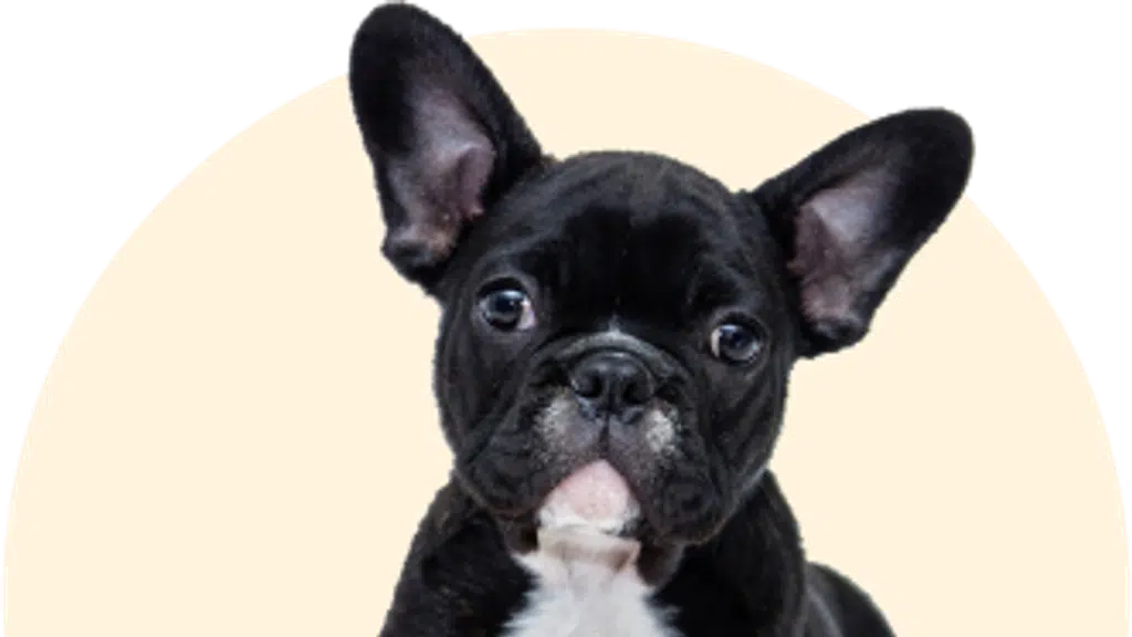 Scoopy scrub pet salon