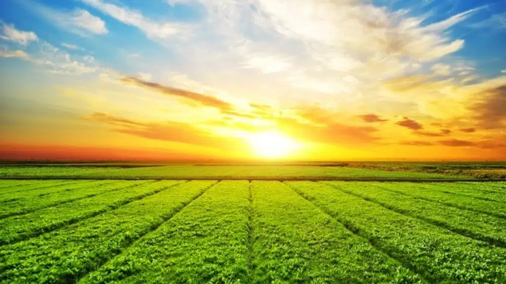 Kissan Crop Care & Multiservices Pvt. Ltd.