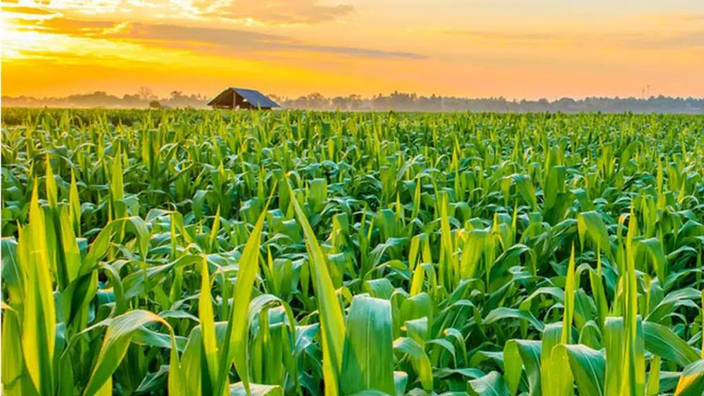 Doha Organic Fertilizer Corporation