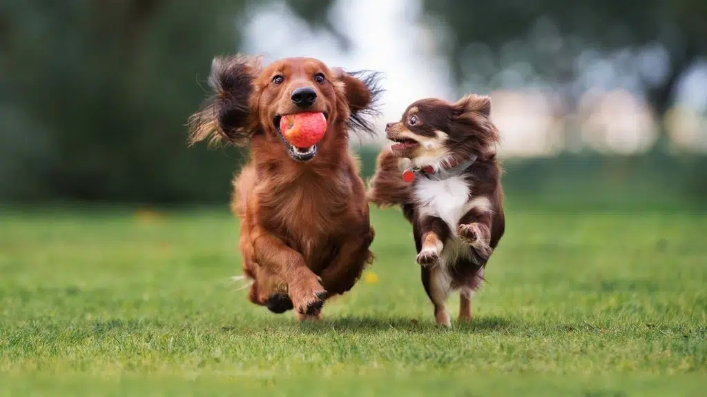 CHENNAI SMART DOG TRAINERS & Dog Boarding