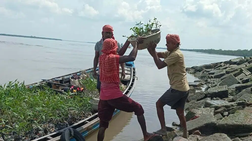 Sgea Sundarban