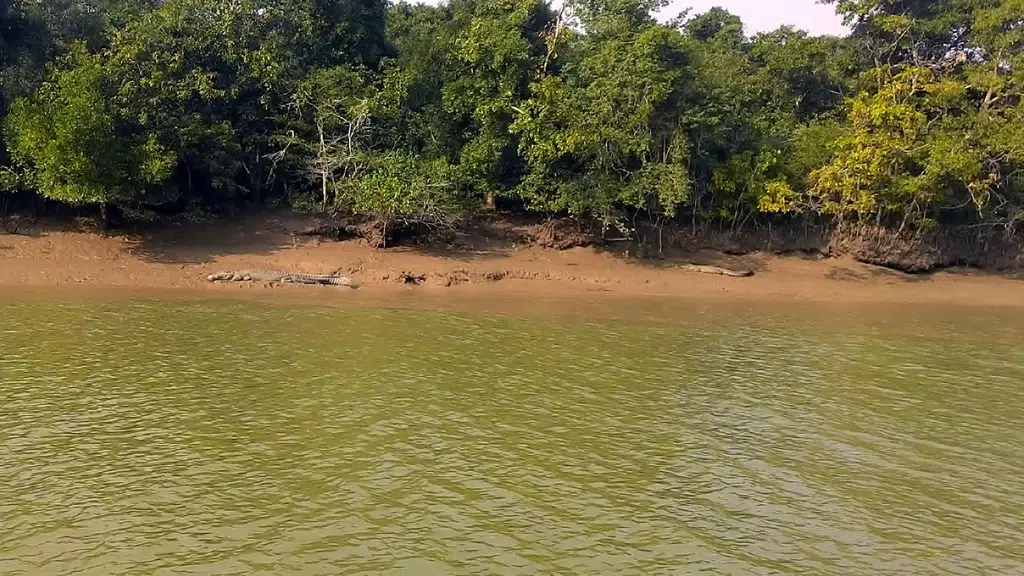 Estuarine Village Resort, Bhitarkanika