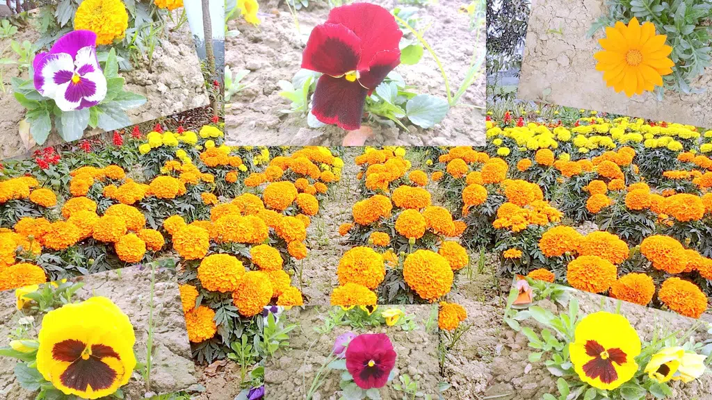 New Shivam Nursery