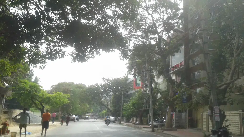 Punarnava ayurveda