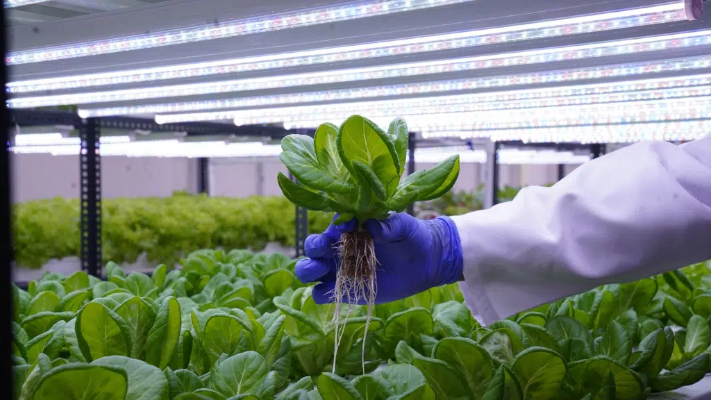 Indoor Harvest Farms
