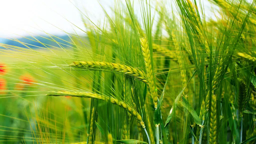Crop Health Biotech