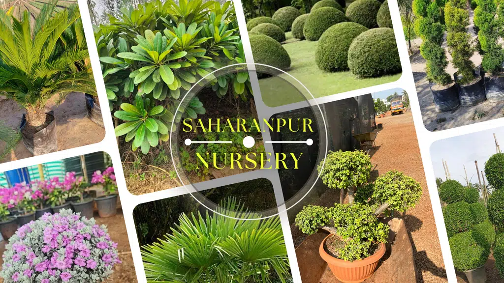 Saharanpur Nursery