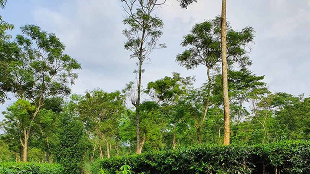Nepuchapur Tea Company