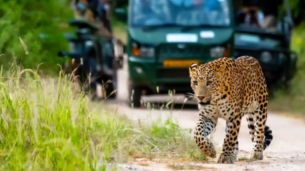 Book Jawai Safari Online