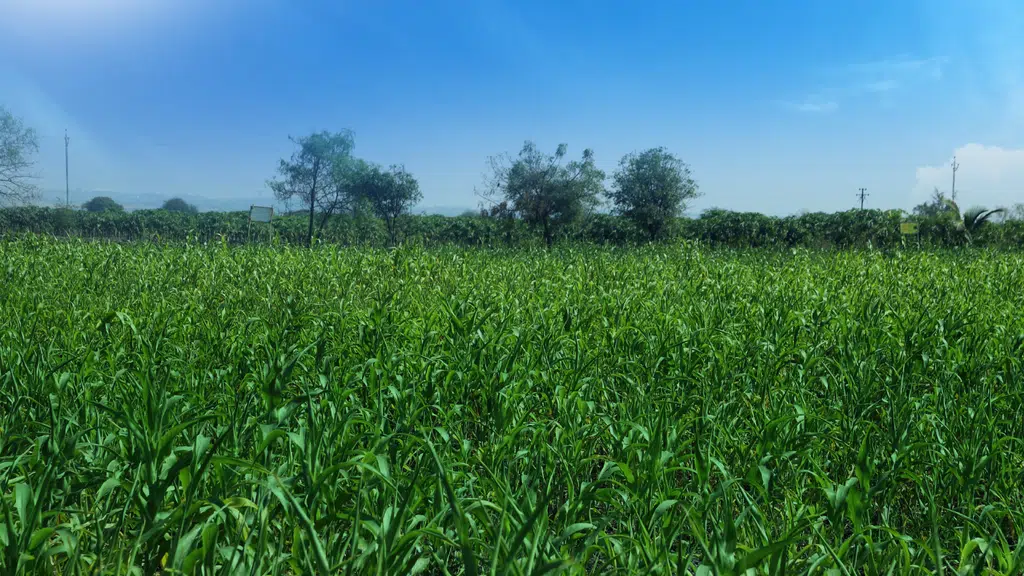 Mangalore Chemicals and Fertilisers