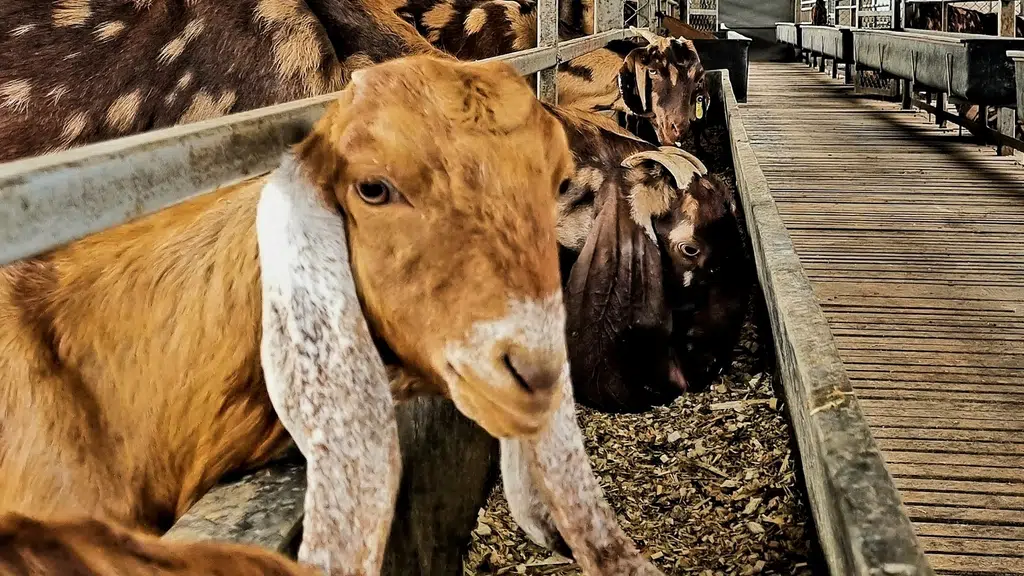 Quadros Agro & Livestock