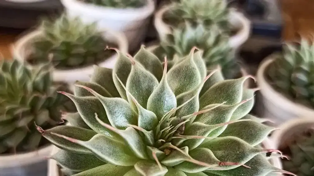 Happy Nursery