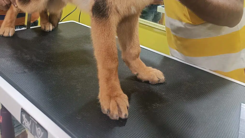 Paws Station: Pet Grooming