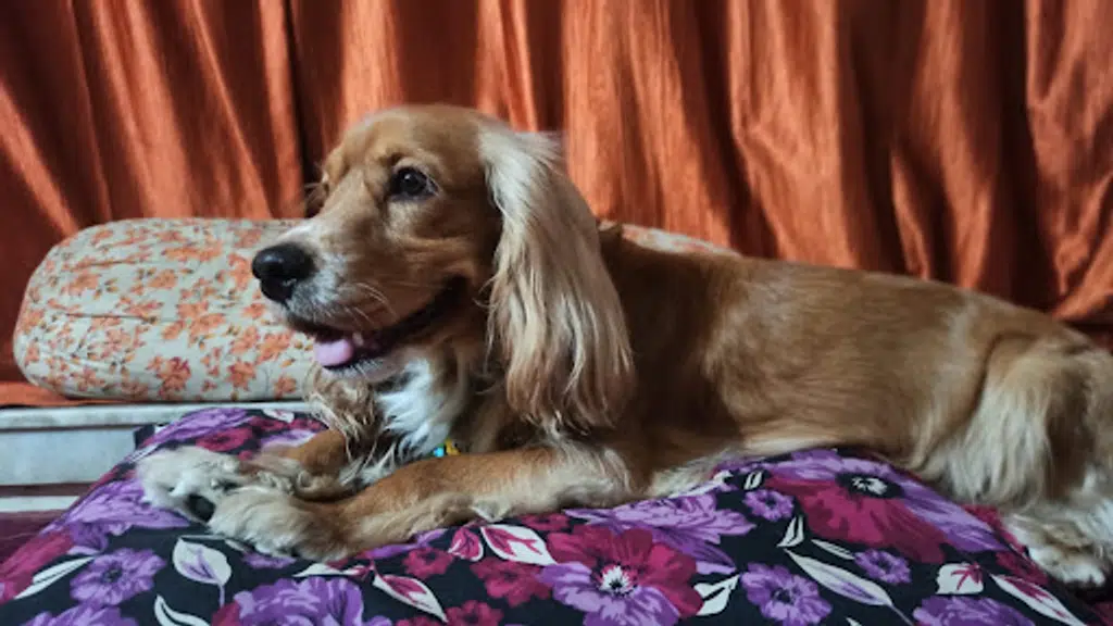 Vicky Dona Dog Creche