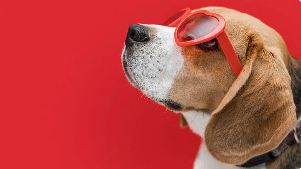 Canine Care