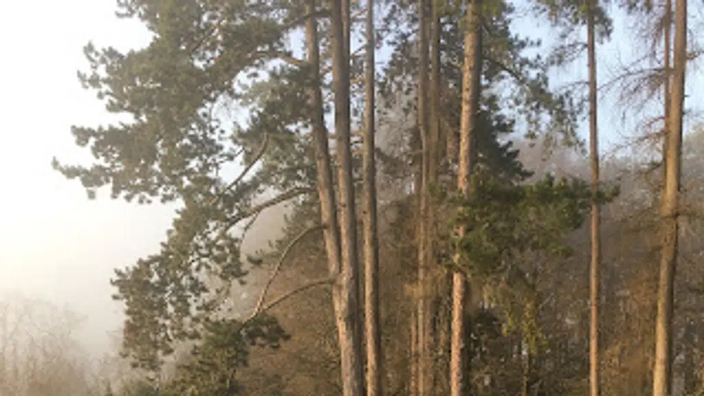 Infinite Souls Farm and Artists Retreat