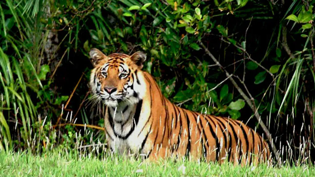 Sundarbon Tour