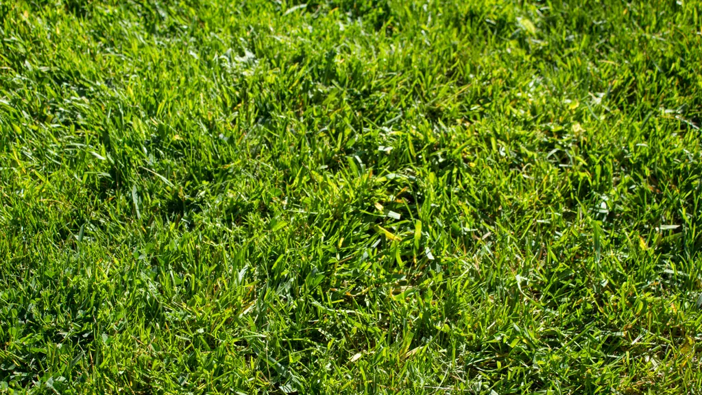 Grass World Hyderabad