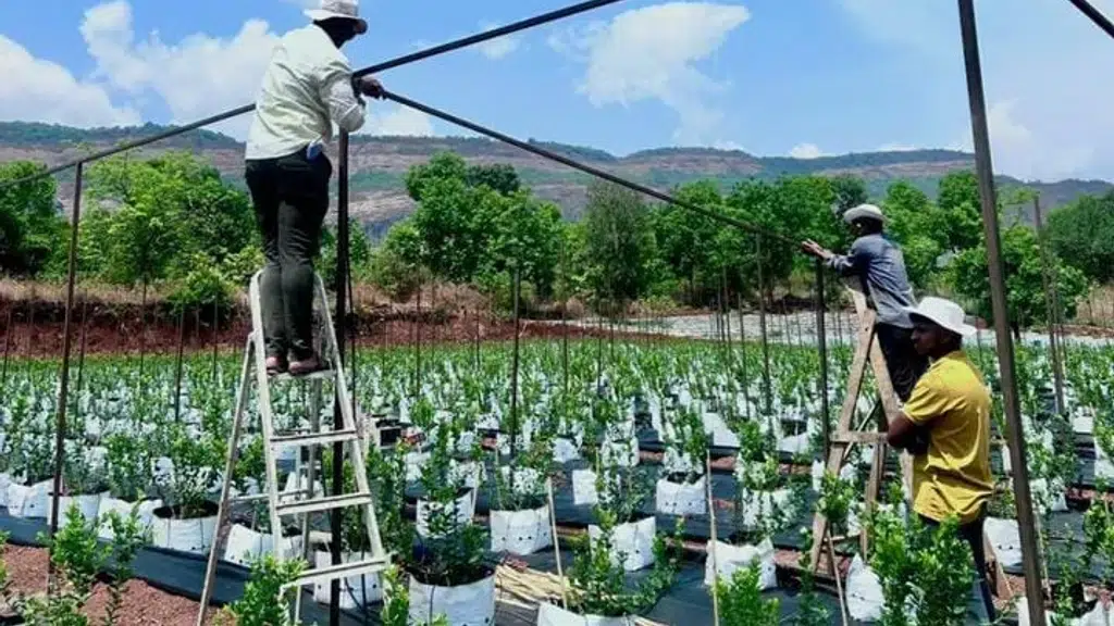 Right Solutions Hydroponic Farms and Consultants LLP