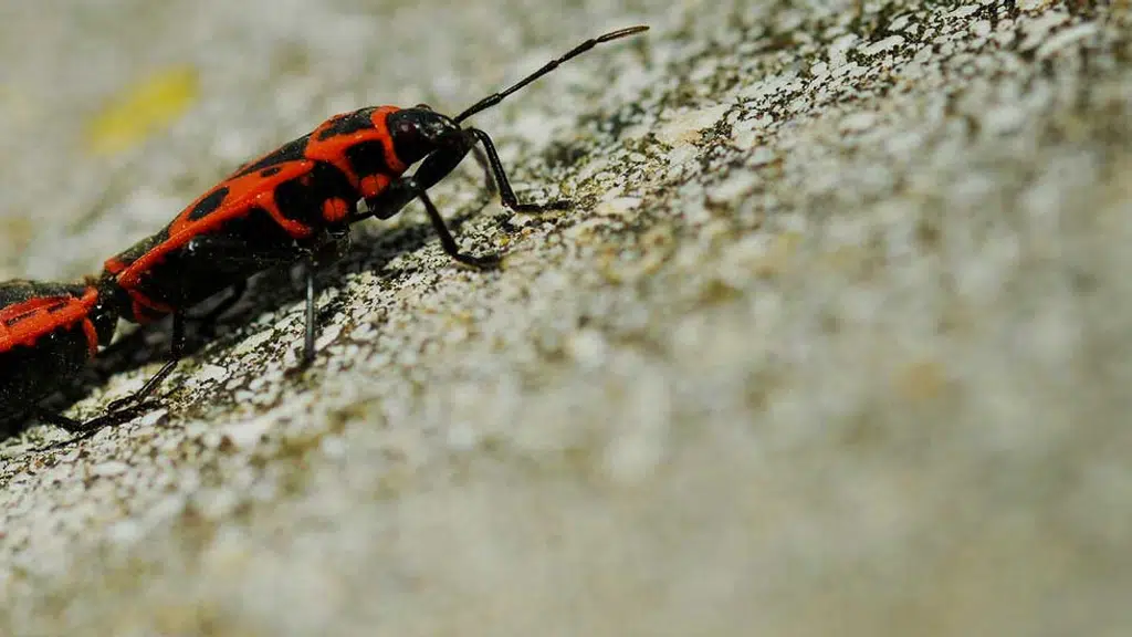 HVL Pest Services Private Limited