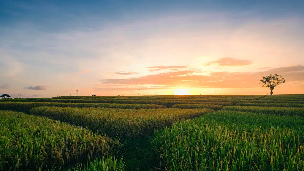 Indogulf Cropsciences Limited