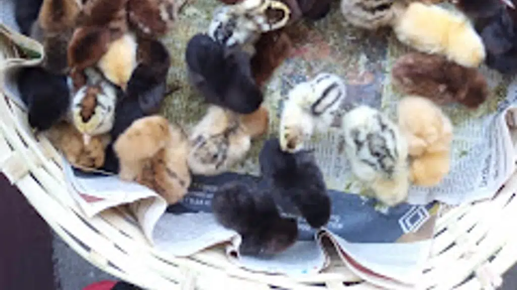 Ld Chicken Shop