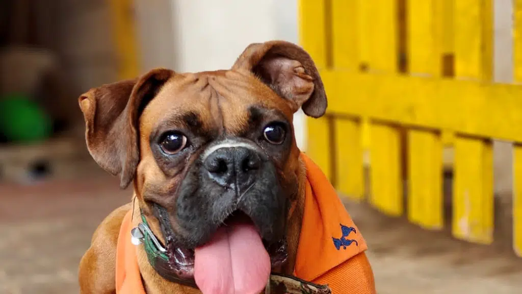 Charlie's Animal Rescue centrE