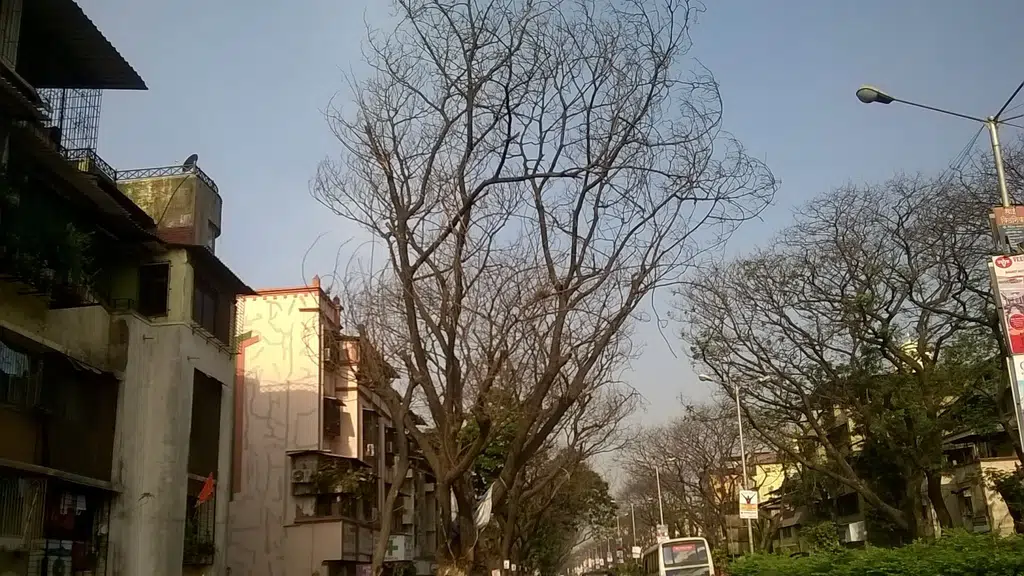 Shree Sai Dry cleaners