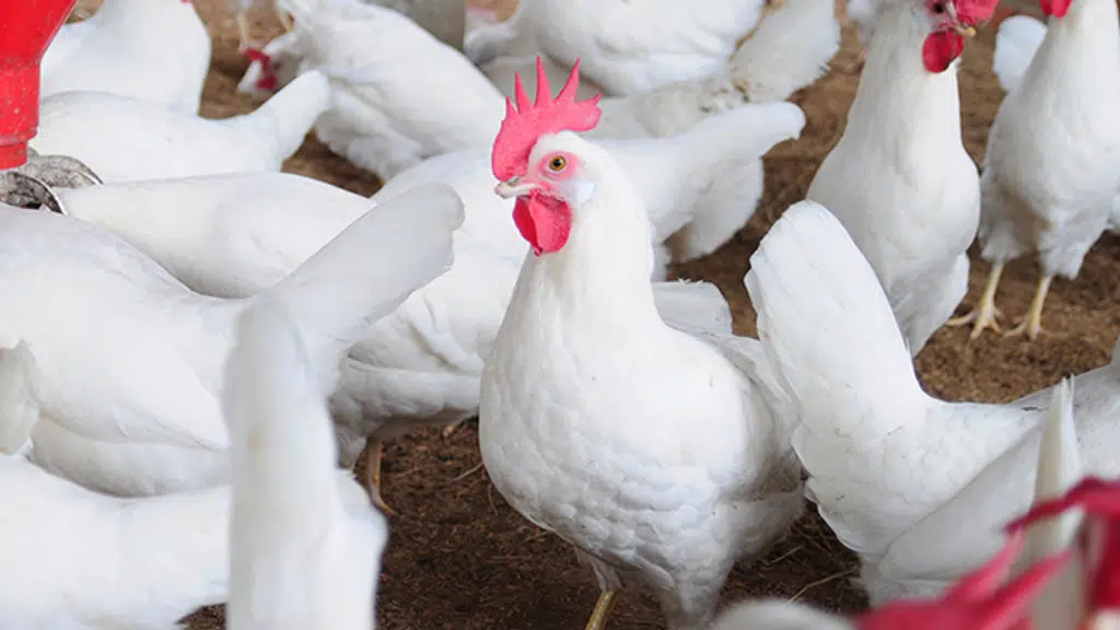 SDC Agro-Vet Pvt. Ltd.