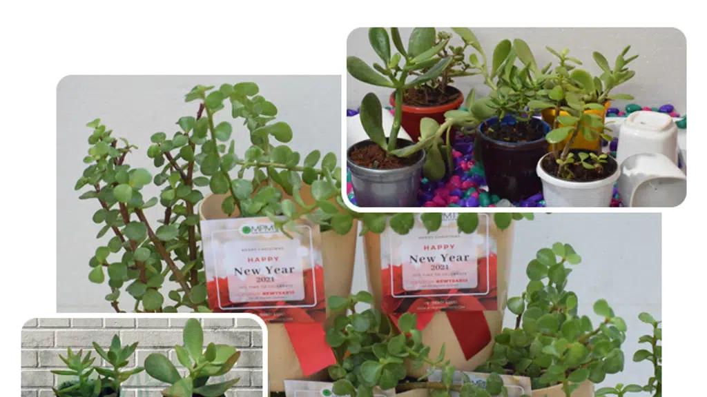 My Plant My Taste