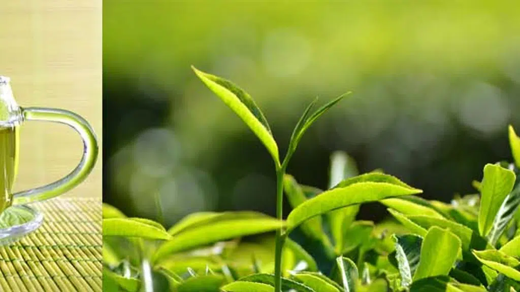 Kamellia Tea eastern enterprise assam