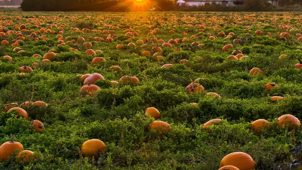 Thiruchelvi Farms